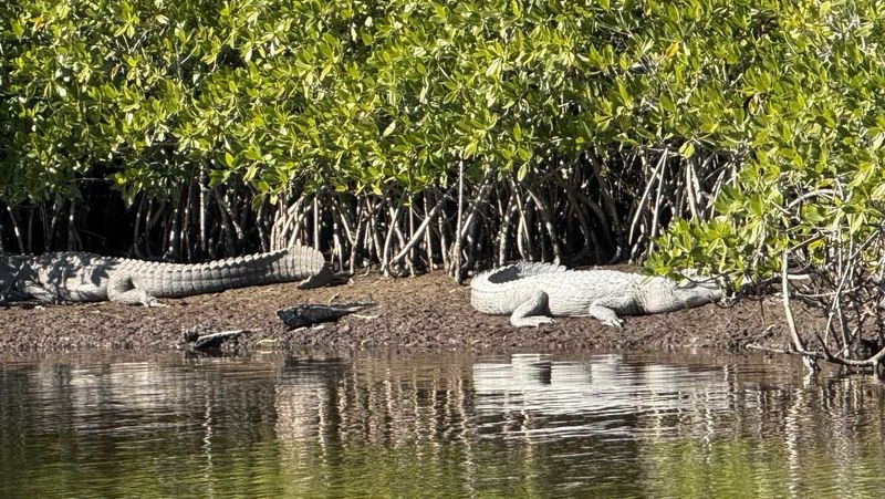 Ten Thousand Islands, Florida