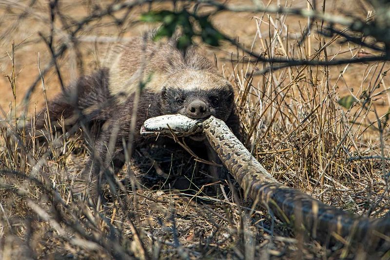 Tenacious Hunters