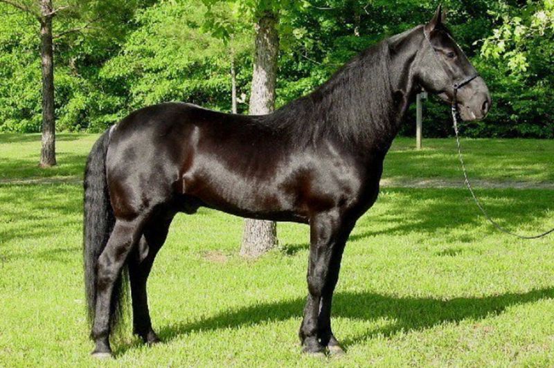 Tennessee Walking Horse