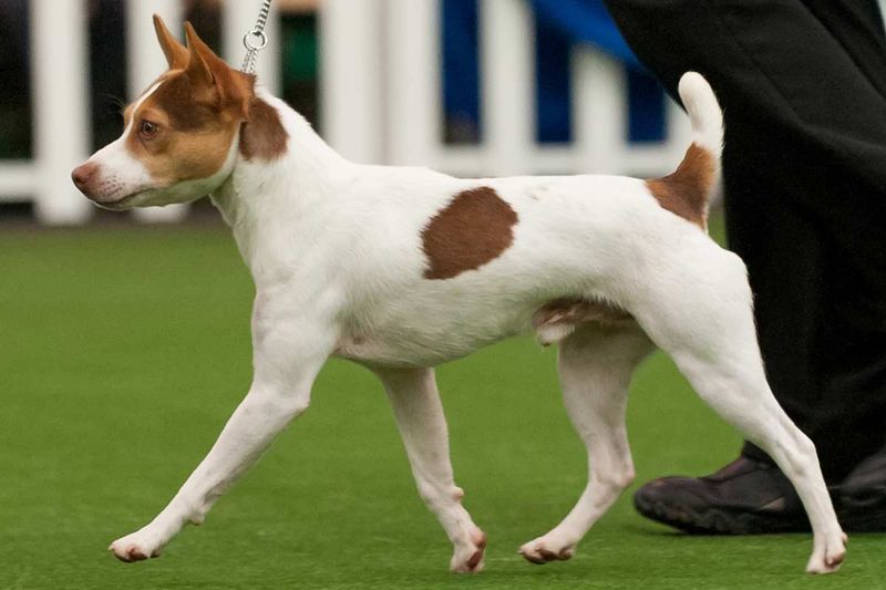 Tenterfield Terrier
