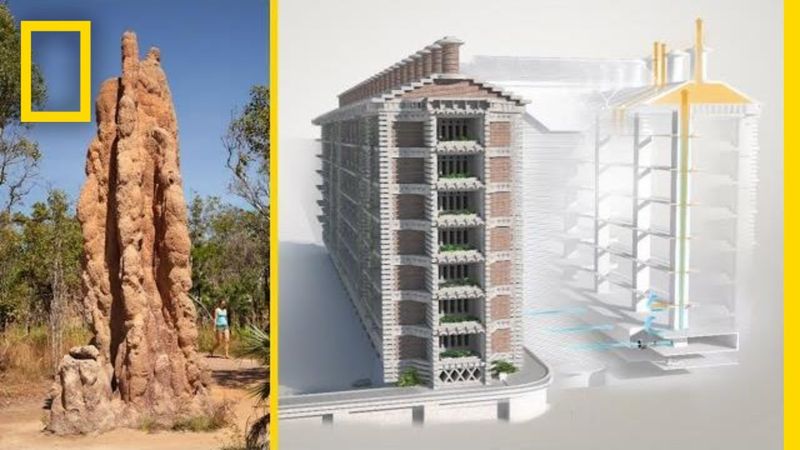 Termites and Climate Control