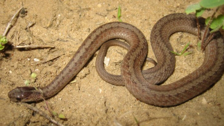 Terrifying Mysteries Behind the Brown Snake’s Bite