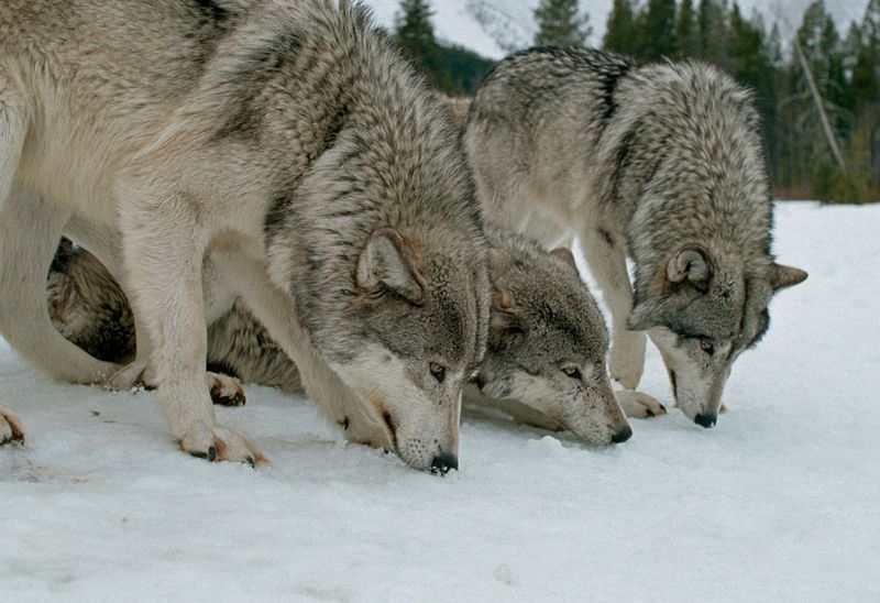 Territorial Behavior in Wolves