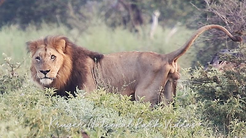 Territorial Kings