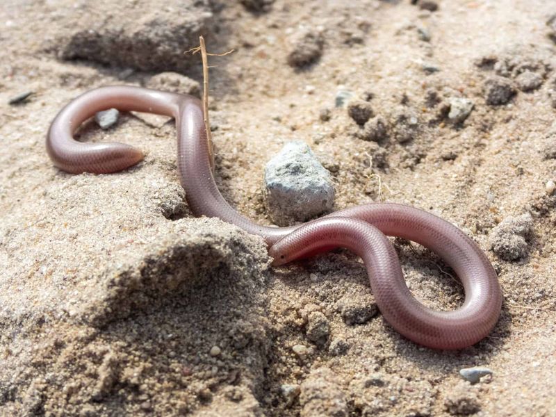 Texas Blind Snake