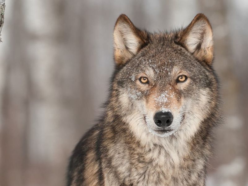 Texas Gray Wolf