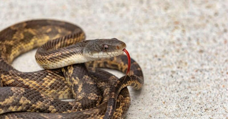 Texas Rat Snake