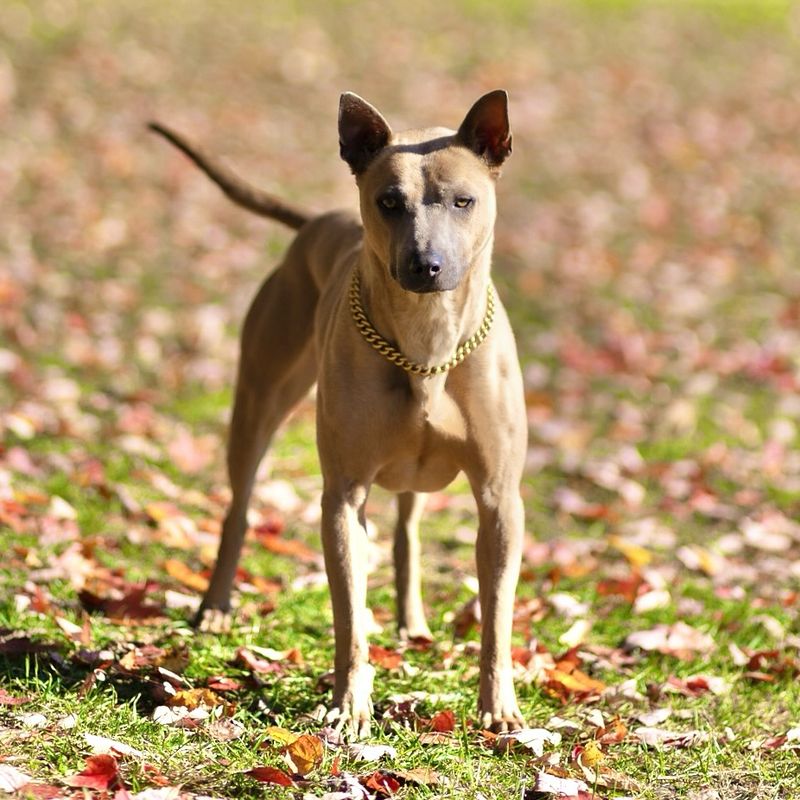 Thai Ridgeback