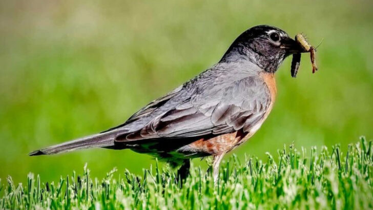 The 10 Most Destructive Wildlife on Your Property (And 10 Helpful Animals You Should Encourage)