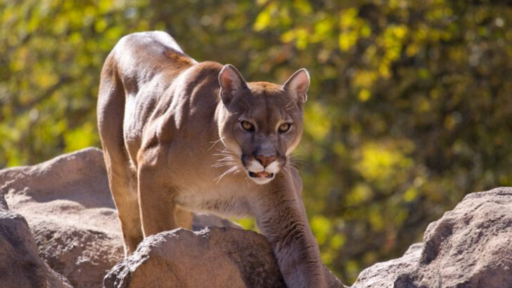 The 11 Most Remote Locations in North America Where Mountain Lions Are Making a Comeback