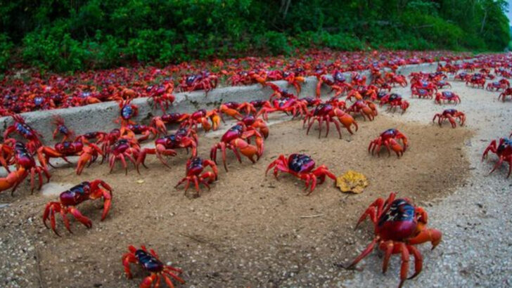 The 12 Most Mysterious Animal Migrations Still Baffling Scientists
