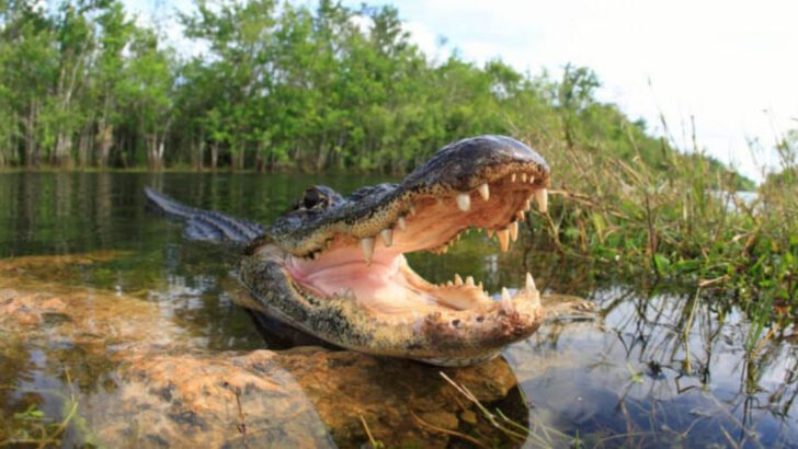 The 14 Most Alligator-Infested Waters in America You Should Never Enter