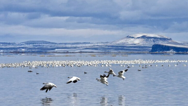 The 15 Best Places on the West Coast to See Rare and Beautiful Birds