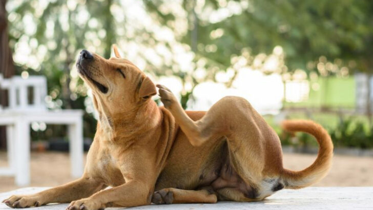 The 15 Worst States for First-Time Pet Owners (Climate, Laws, and Costs Revealed)