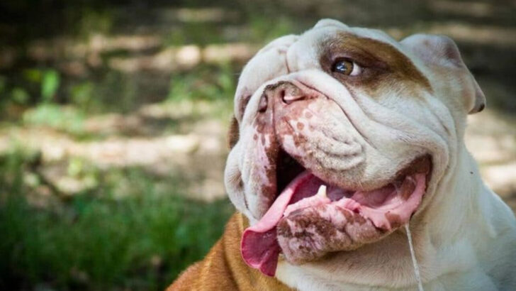 The 16 Dog Breeds That Slobber The Most