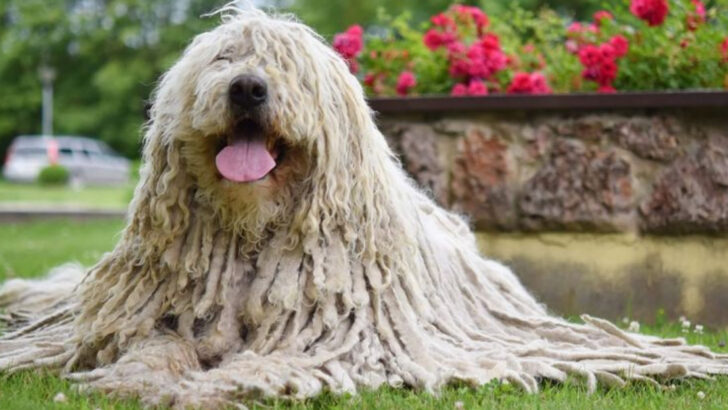 The 16 Most Difficult Dog Breeds to Keep Well-Groomed