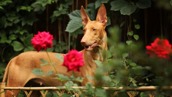 The 17 Most Primitive Dog Breeds