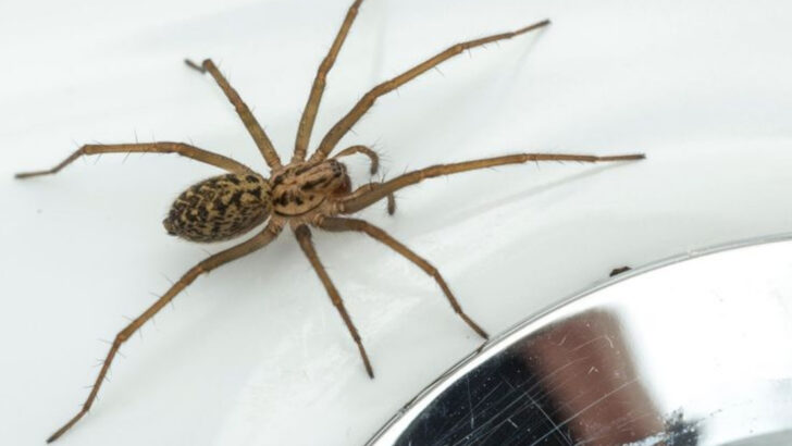 The 17 Most Venomous Spiders Actually Found in American Homes