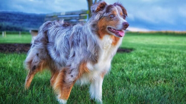 The 20 Dog Breeds Rising Fastest in Popularity This Year