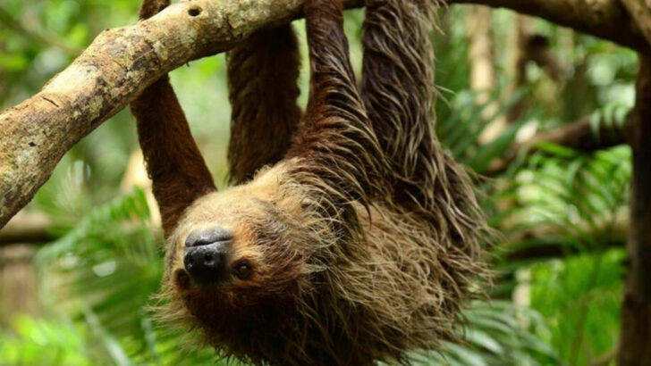 The 20 Least Intelligent Animals in the World (2025 Edition)