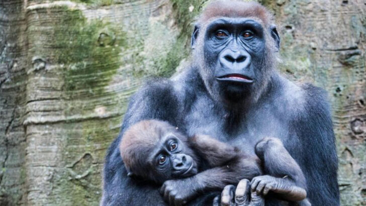 The 21 Largest Primates In The World By Weight