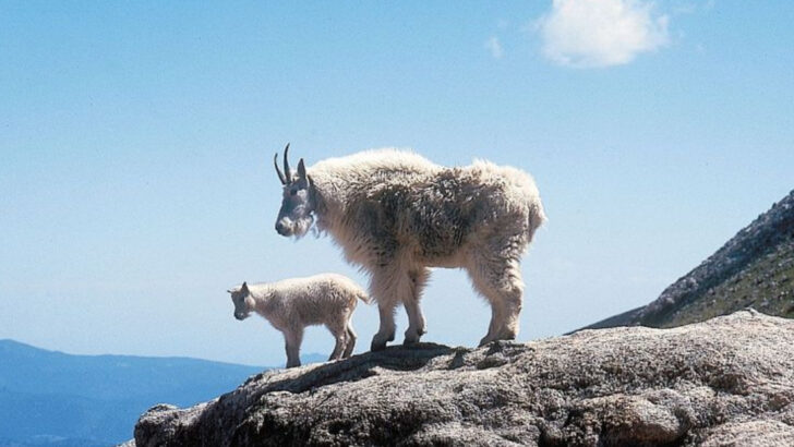 The 22 Largest Animals That Roam North America