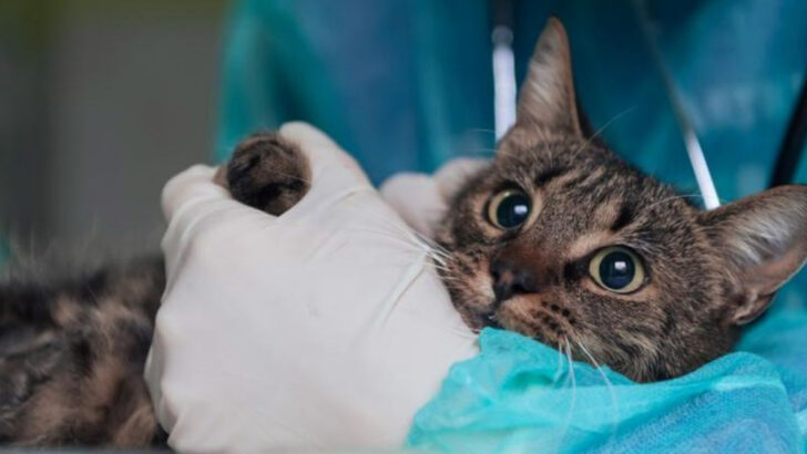 The 7 Most Expensive Veterinary Emergencies in America (And 7 Simple Prevention Tips)
