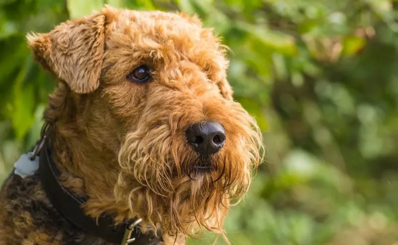 The Airedale's Intelligence