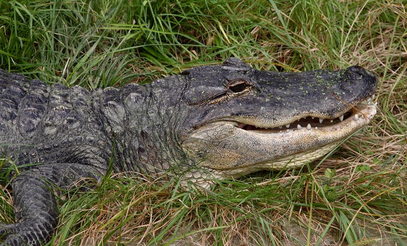 The Alligator's Age