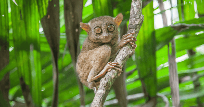 The Allure of Tarsiers
