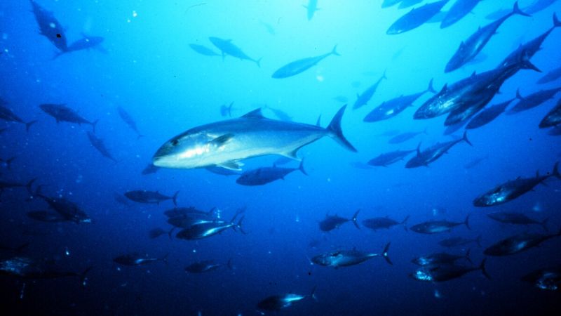 The Amberjack's Future