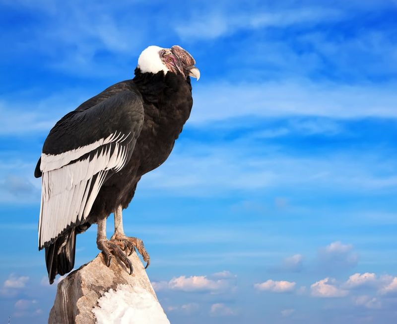 The Andean Condor
