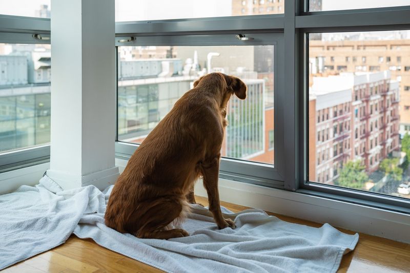 The Apartment Dweller with No Yard