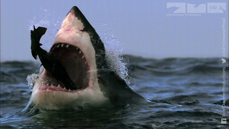 The Apex Predator's Diet