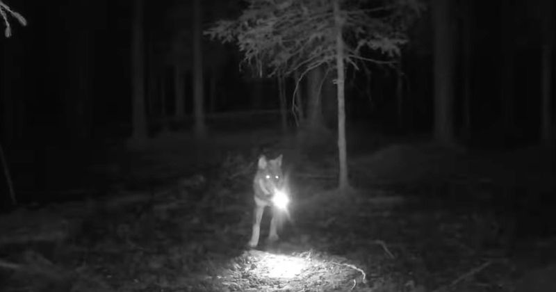 The Arctic Wolf's Unique Night Vision