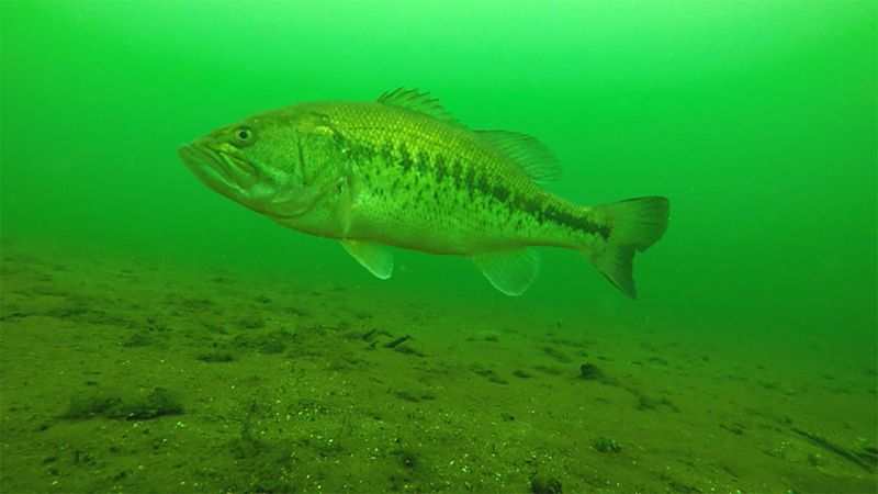 The Bass's Tactical Retreat