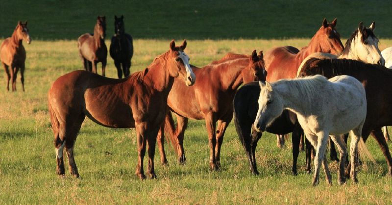 The Beauty of Mustang Herds