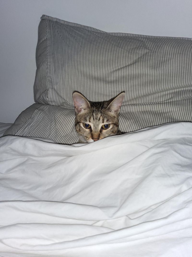The Bedtime Boss