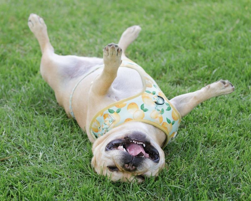 The Belly Crawl