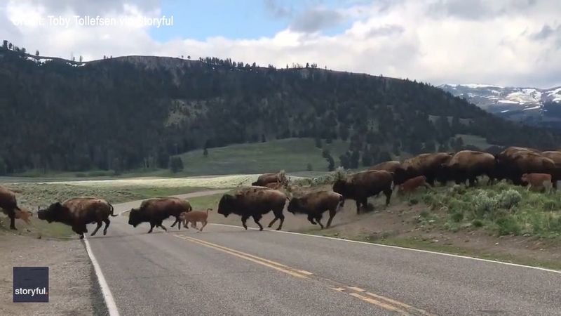 The Bison Blockade of Yellowstone