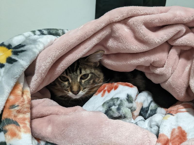 The Blanket Burrower