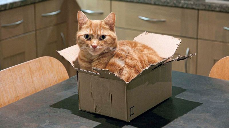 The Box Connoisseur