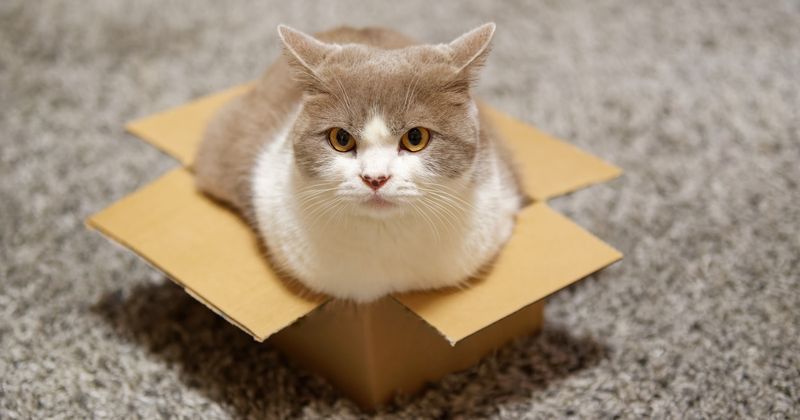 The Box Enthusiast