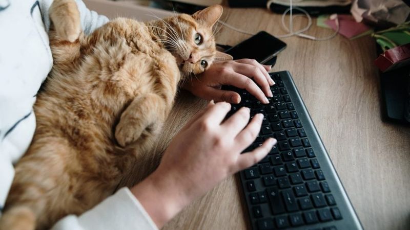 The Busy Professional