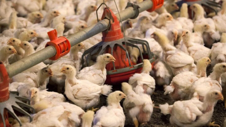 The Chicken Industry Doesn’t Want You to Know These 17 Horrifying Facts