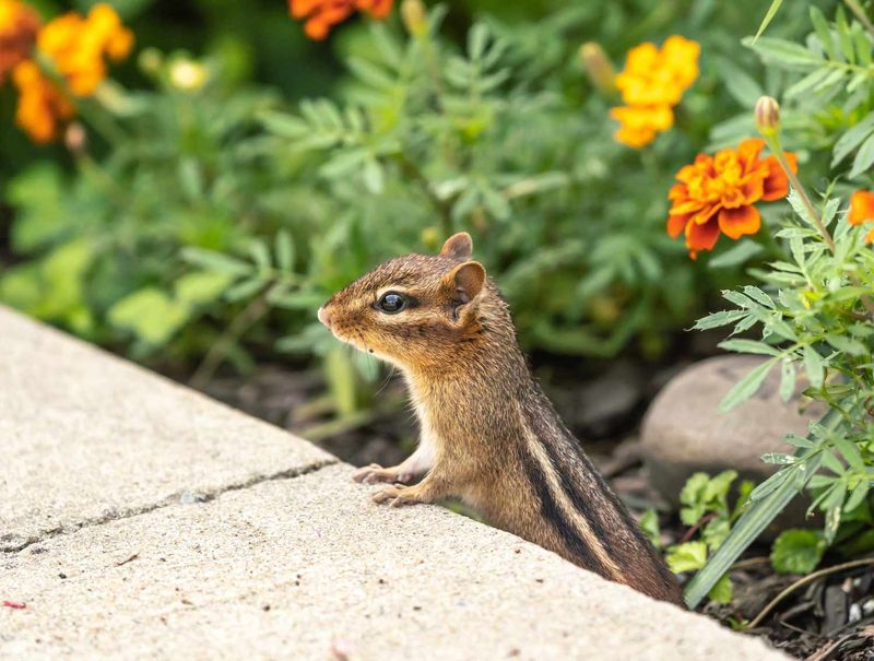 The Chipmunk