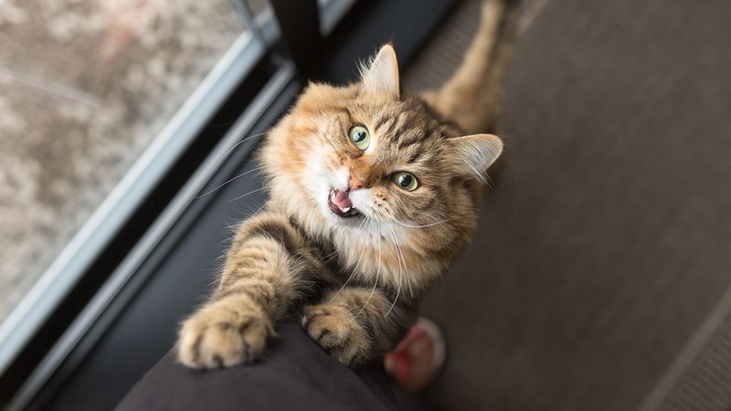 The Chirp of Joy