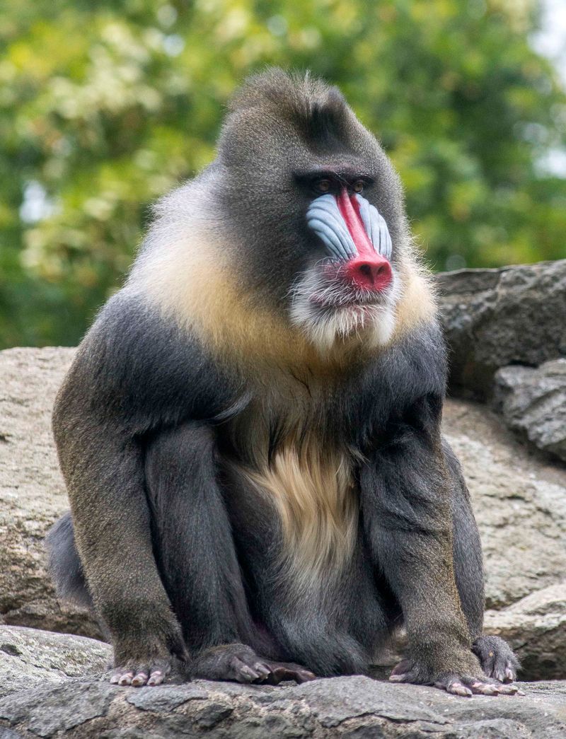 The Colorful World of Mandrills