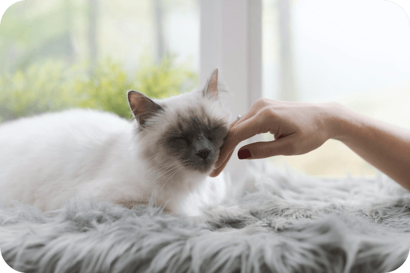 The Compassionate Birman