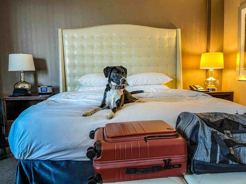 The Constant Traveler